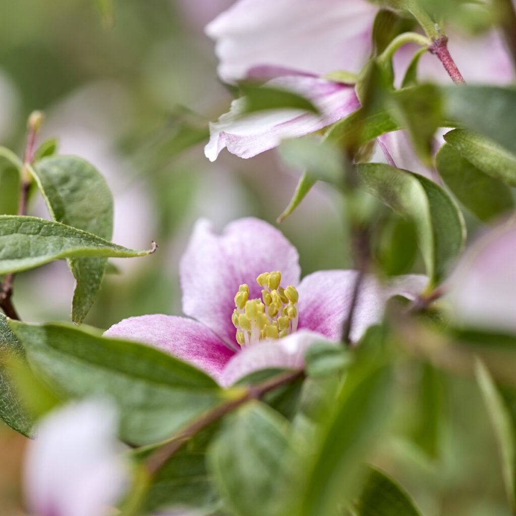Philadelphus ‘Petite Perfume Pink’ 3L 5023242393544